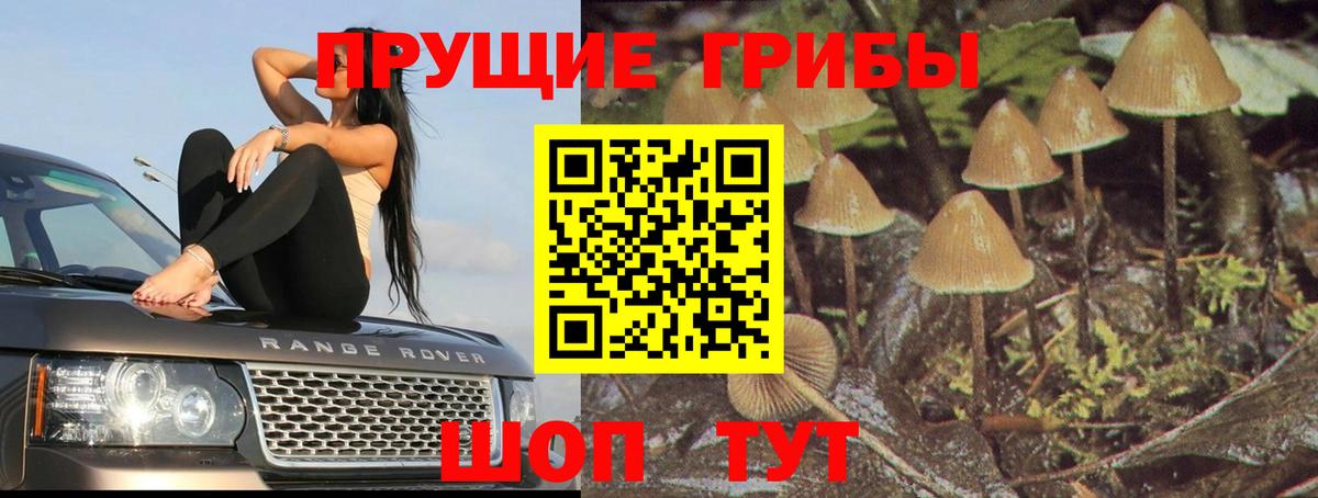 Галлюциногенные грибы GOLDEN TEACHER Кольчугино
